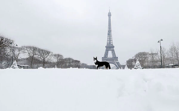 A dog plays in the snow near the Eiffel Tower in Paris, as winter weather with snow