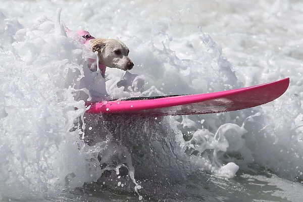 A dog rides a wave during the Surf City Surf Dog competition in Huntington Beach