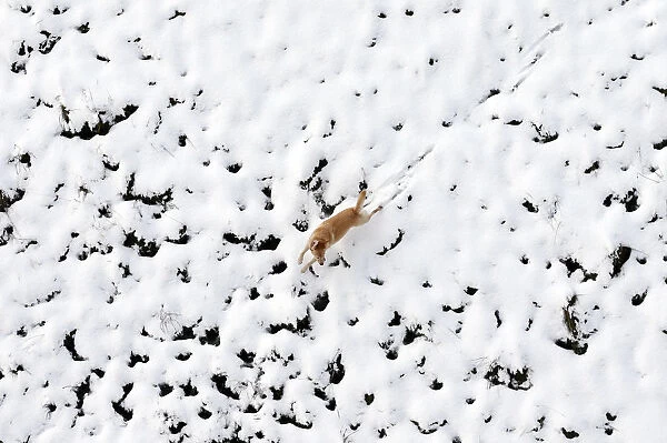 A dog runs through a park after heavy snowfall in Londonderry