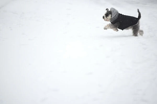 A dog runs in the snow in Dublin