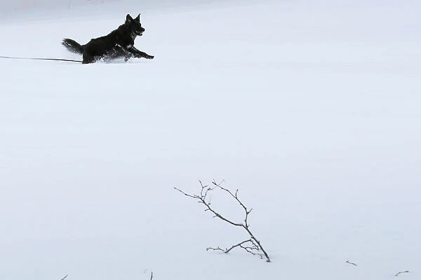 A dog runs through the snow following a winter snow storm in the Boston suburb of