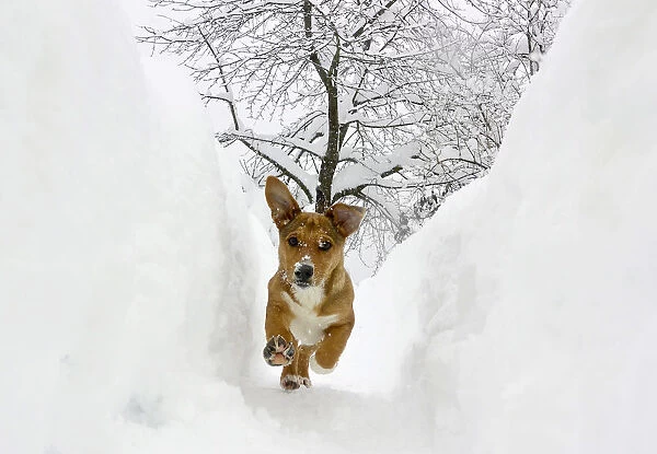 A dog runs in a snow shaft in Ljubljana