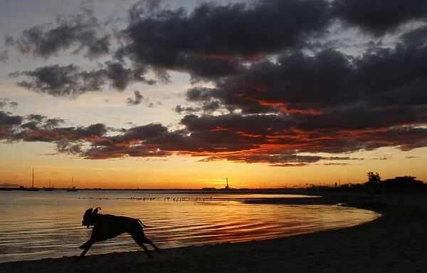 A dog runs on St Kilda beach in Melbourne