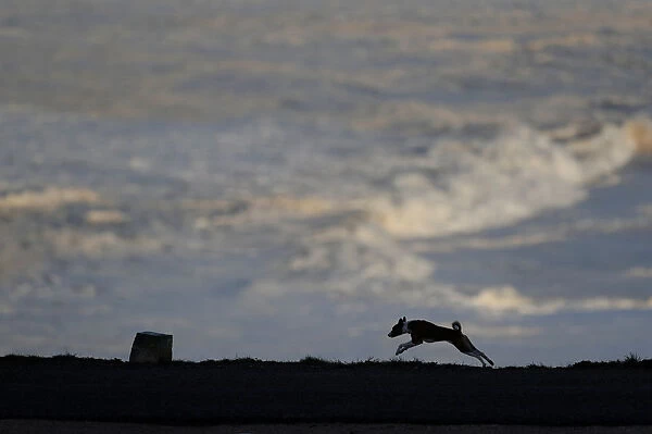 A dog runs during a surf session at Praia do Norte in Nazare