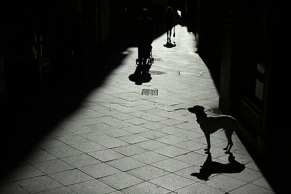 A dog is seen in the central Andalusian capital of Seville