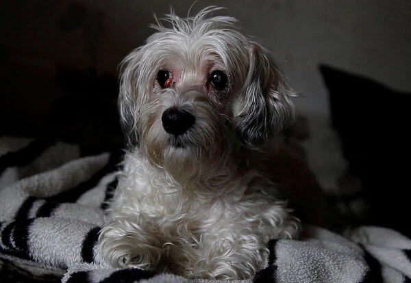 Dog is seen rescued by animal protection services after being found lying alongside the