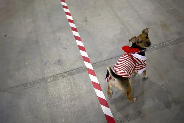 A dog is seen during the seventh edition of the Mi Mascota (My Pet) fair in Malaga