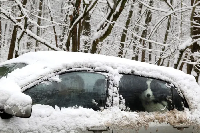 Framed Print : A dog is seen in a snow covered car in Budapest Framed Print : A dog is seen in a snow covered car in Budapest