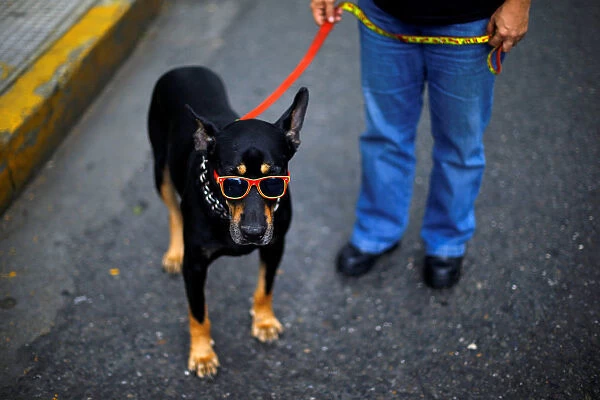 A dog is seen wearing sunglasses on a street in Caracas