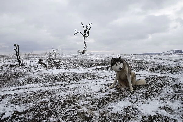 A dog sits on a field where migrants have crossed the border between Serbia and Macedonia