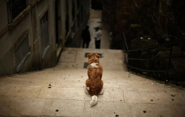 A dog stands on a flight of stairs at the Alfama neighborhood in Lisbon