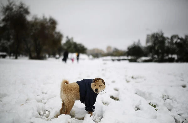 A dog stands in the snow at a park in Jerusalem