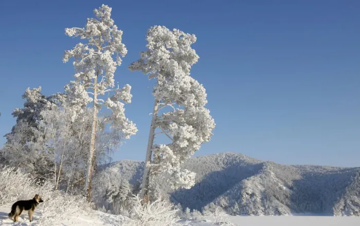Framed Print : A dog stands under trees covered with heavy hoarfrost and snow on a bank of the frozen