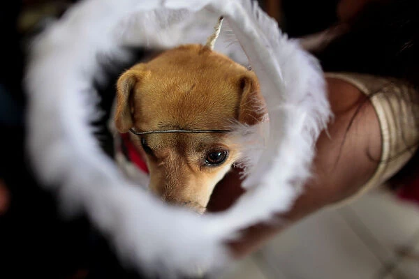 A dog takes part in a mass in honor of Saint Lazarus in the indigenous community of