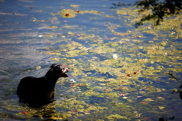 A dog takes a swim in the public bathing pond on Hampstead Heath in London