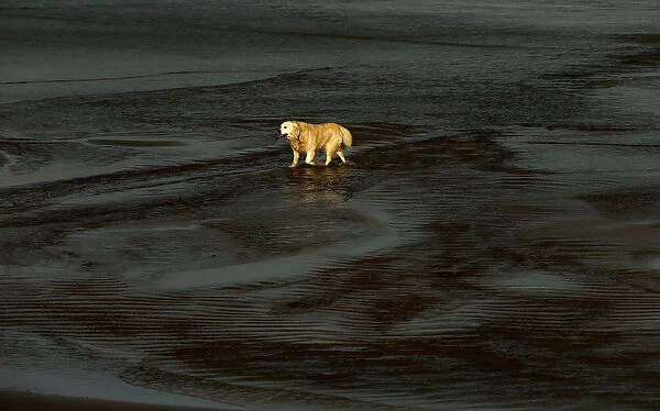 A dog walks on East Strand beach in the town of Portrush near the Giants Causeway