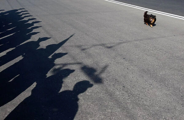 A dog walks past soldiers of Moldovas self-proclaimed separatist Dnestr region as
