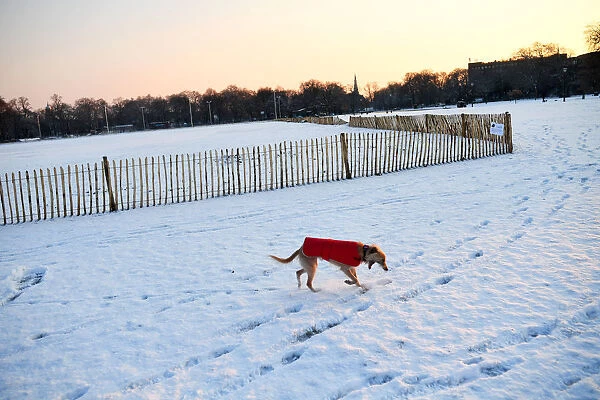 A dog walks in the snow on Clapham Common in London