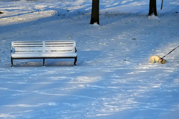 Framed Print : A dog walks through the snow on Clapham Common in London