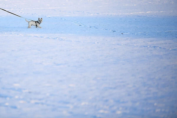 A dog walks in the snow on Clapham Common in London