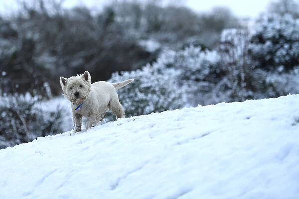 A dog walks in the snow on the Mourne Mountains near the village of Hilltown