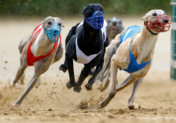 Dogs compete during an annual international dog race in Gelsenkirchen