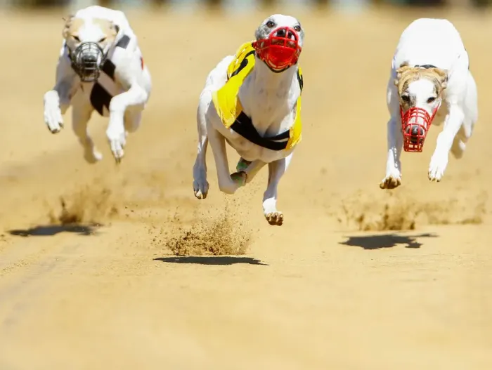 Framed Print : Dogs compete during an annual international dog race in Gelsenkirchen