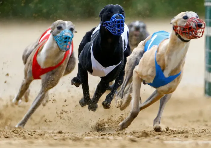 Framed Print : Dogs compete during an annual international dog race in Gelsenkirchen Framed Print : Dogs compete during an annual international dog race in Gelsenkirchen