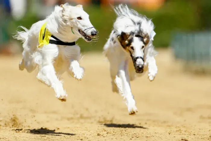 Framed Print : Dogs compete during an annual international dog race in Gelsenkirchen