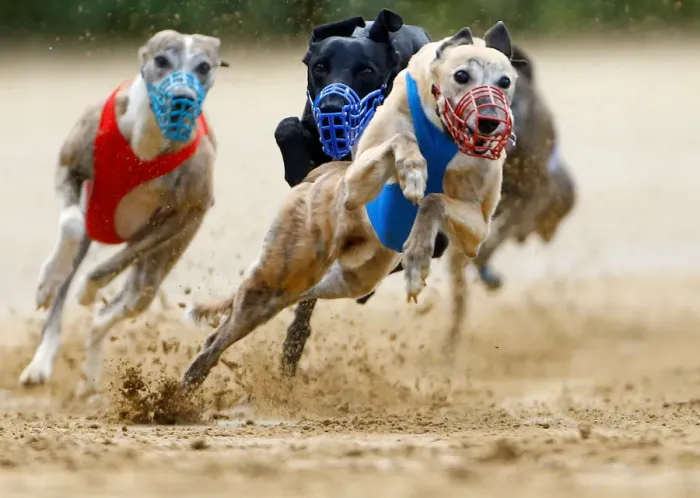 Framed Print : Dogs compete during an annual international dog race in Gelsenkirchen Framed Print : Dogs compete during an annual international dog race in Gelsenkirchen