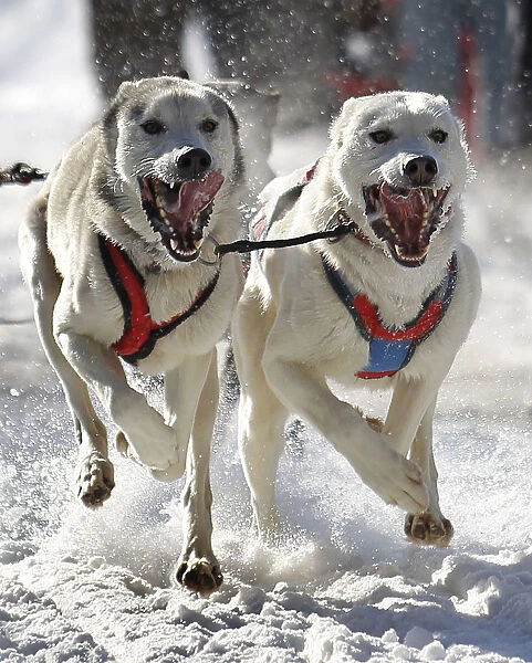 Dogs competes during the Grande Viree dog sled race in the streets of the Old Quebec at