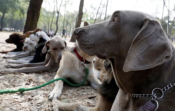 Dogs are pictured during a training session run at a park