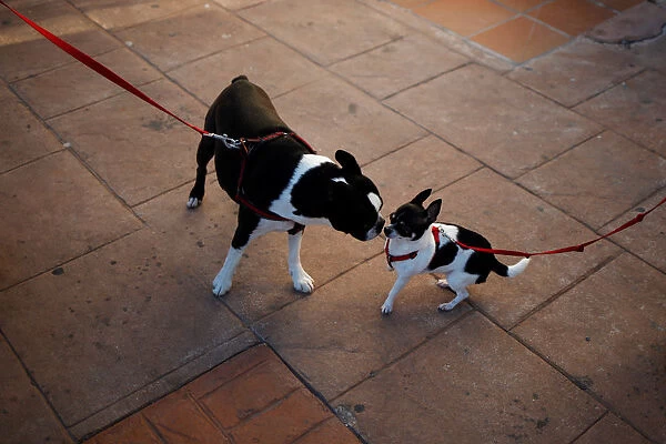 Dogs play before being blessed by a priest outside San Anton Church in the neighborhood