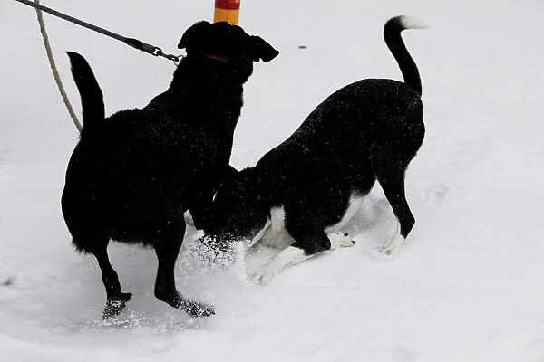 Dogs play in icy snow as freezing rain falls in Toronto