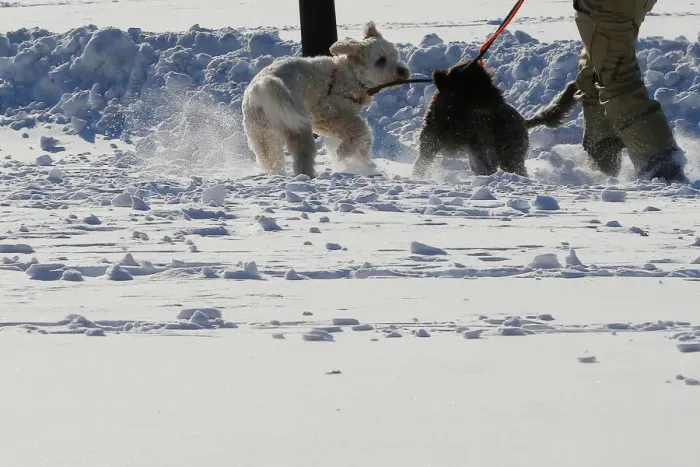 Framed Print : Dogs play in the snow on Boston Common following winter snow storm Grayson in Boston Framed Print : Dogs play in the snow on Boston Common following winter snow storm Grayson in Boston