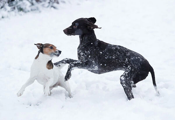 Dogs play in the snow in Pitlochry, in Scotland