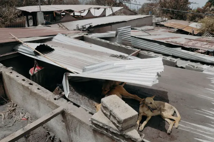 Framed Print : Dogs take shelter on top of a house at the area affected by the eruption of the Fuego