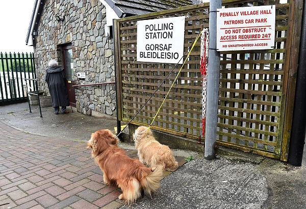 Dogs wait for their owner outside a polling station in Penally, Wales