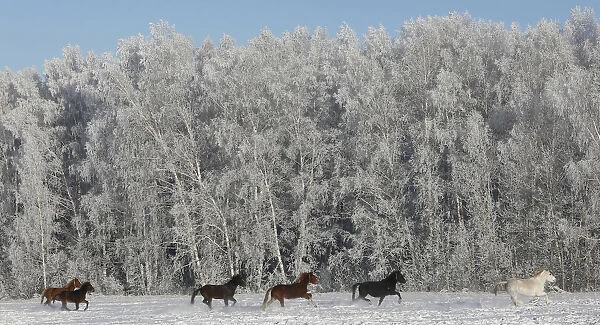 Draft horses gallop through a field in Krasnoyarsk region