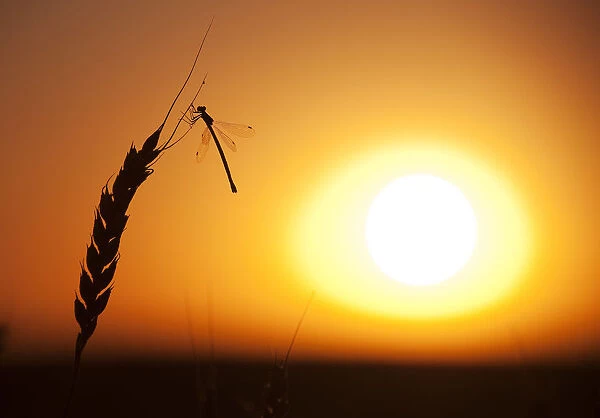 A dragonfly lands on a stalk of wheat ready for harvest during sunset on the Canadian