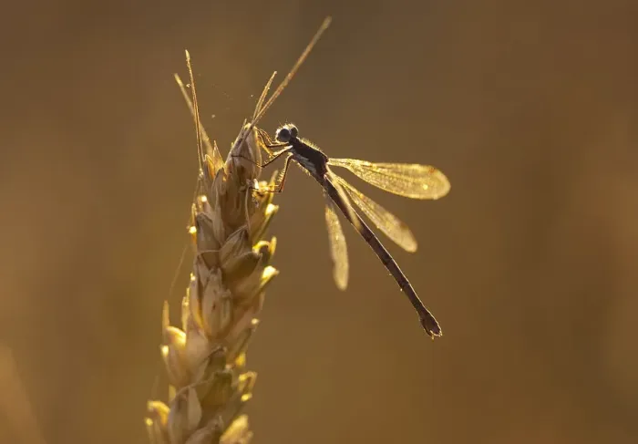 Framed Print : A dragonfly lands on a stalk of wheat ready for harvest during sunset on the Canadian Framed Print : A dragonfly lands on a stalk of wheat ready for harvest during sunset on the Canadian