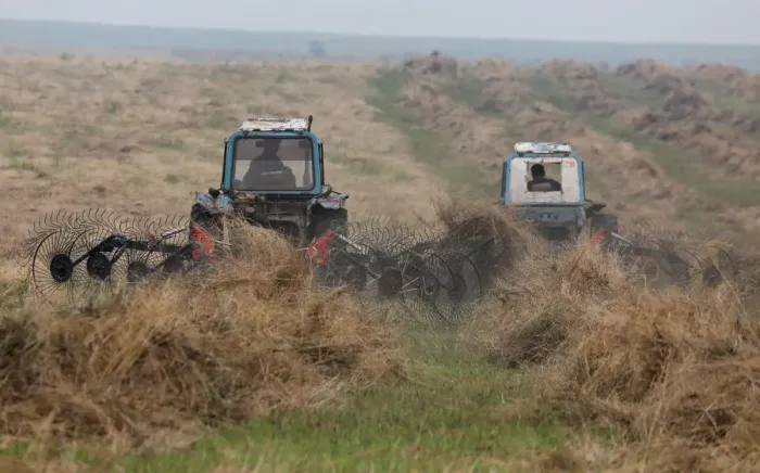 Framed Print : Drivers operate tractors to gather hay in the Republic of Khakassia
