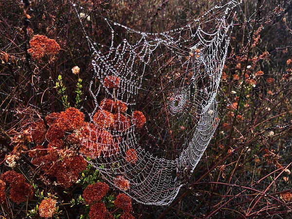 Drops of dew sit on a spider web in the early morning mist in Los Angeles