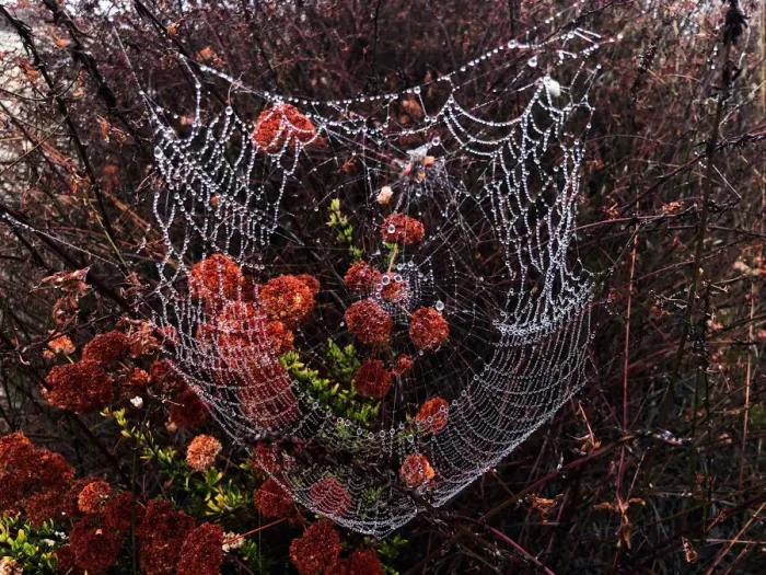 Framed Print : Drops of dew sit on a spider web in the early morning mist in Los Angeles