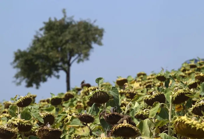 Framed Print : Dry sunflowers are pictured on a field near Grossengersdorf in Lower Austria province