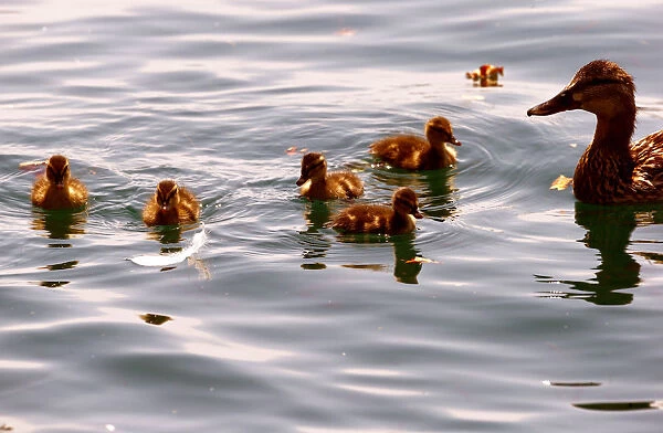 A duck and ducklings swim during hot summer weather on Lake Zurich in Zurich
