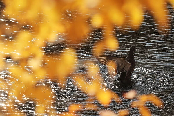 A duck flaps its wings in a pond in Tsarskoe Selo outside Saint Petersburg