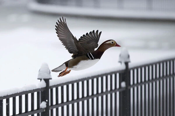 A duck flies near a pond in Friedrichshain Volks Park after heavy snowfall in Berlin