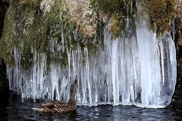 A duck looks at icicles at a pond in Bern