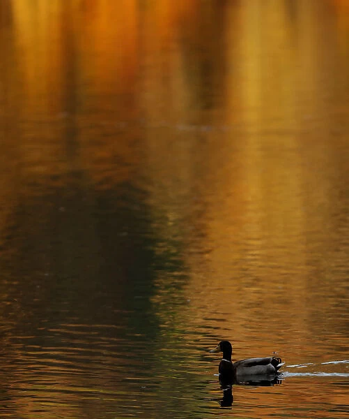 A duck paddles on the autumnal reflected water of Loch Faskally, Pitlochry, Scotland
